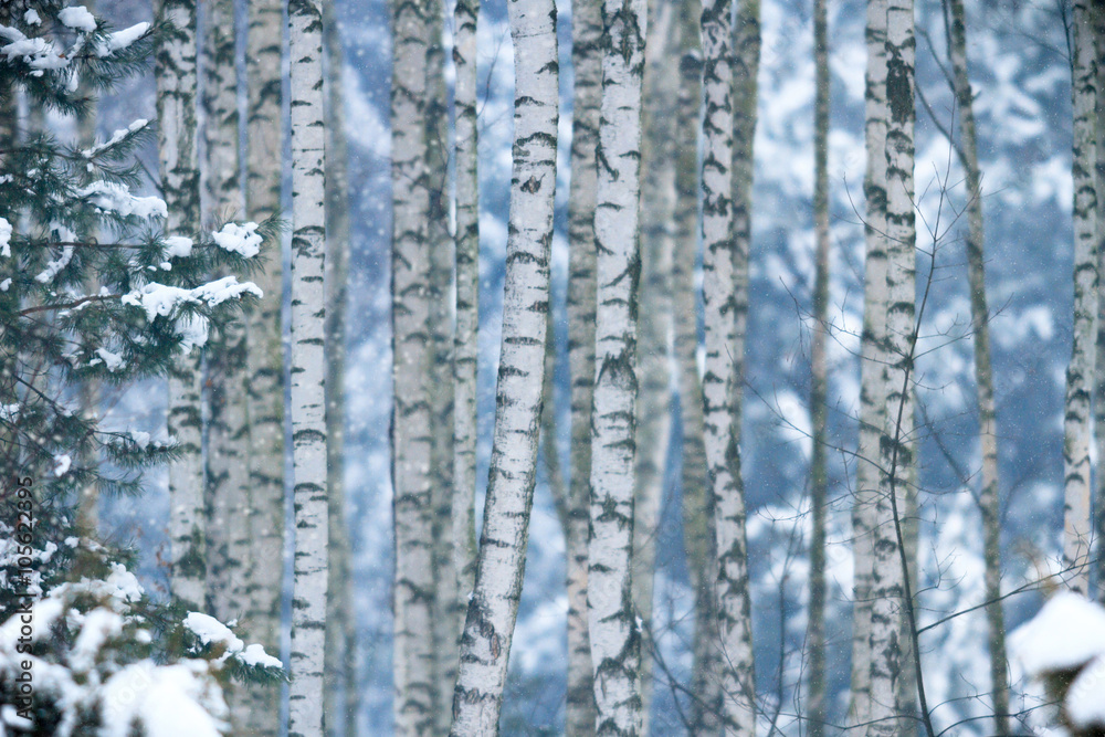 Fototapeta premium forest winter