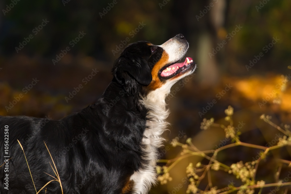 Berner sennenhund dog portrait