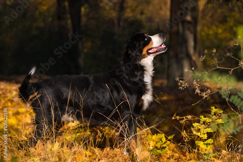 Bernese dog standing 