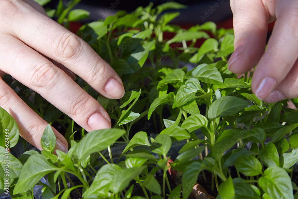 Seedlings on the vegetable tray. Seedlings on the vegetable tray.