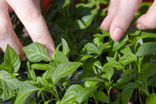 Seedlings on the vegetable tray.