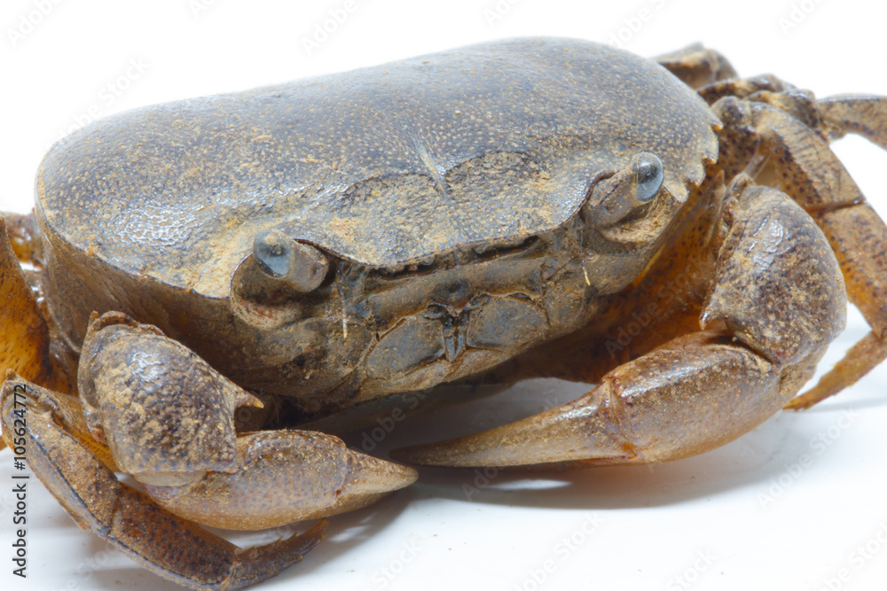 field crab