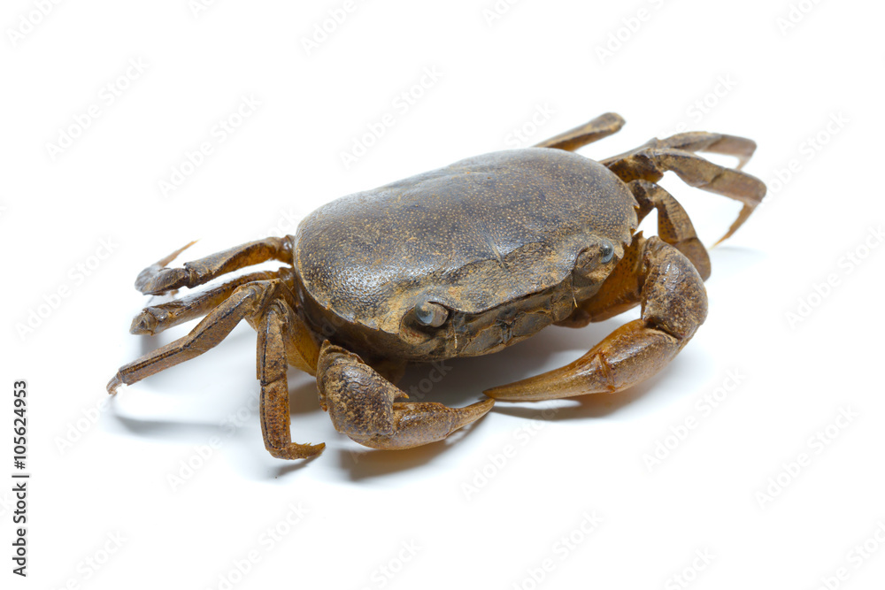 field crab field crab
