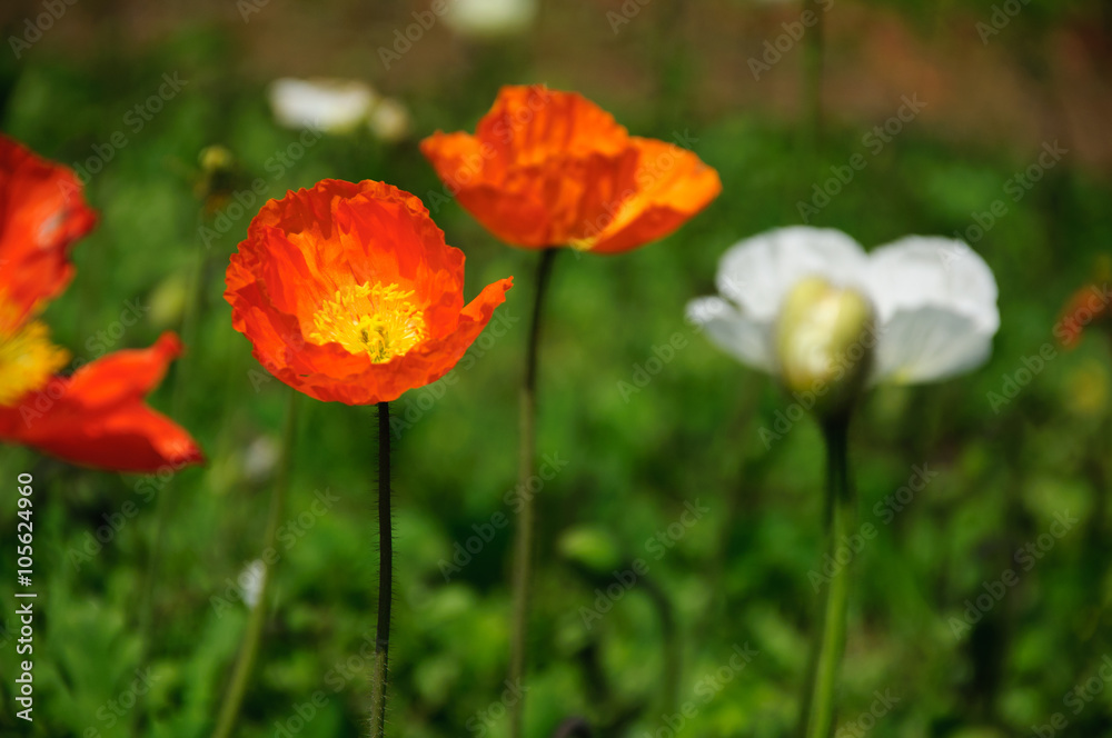 The beautiful blooming Corn poppy flowers in garden
The beautiful blooming Corn poppy flowers in garden