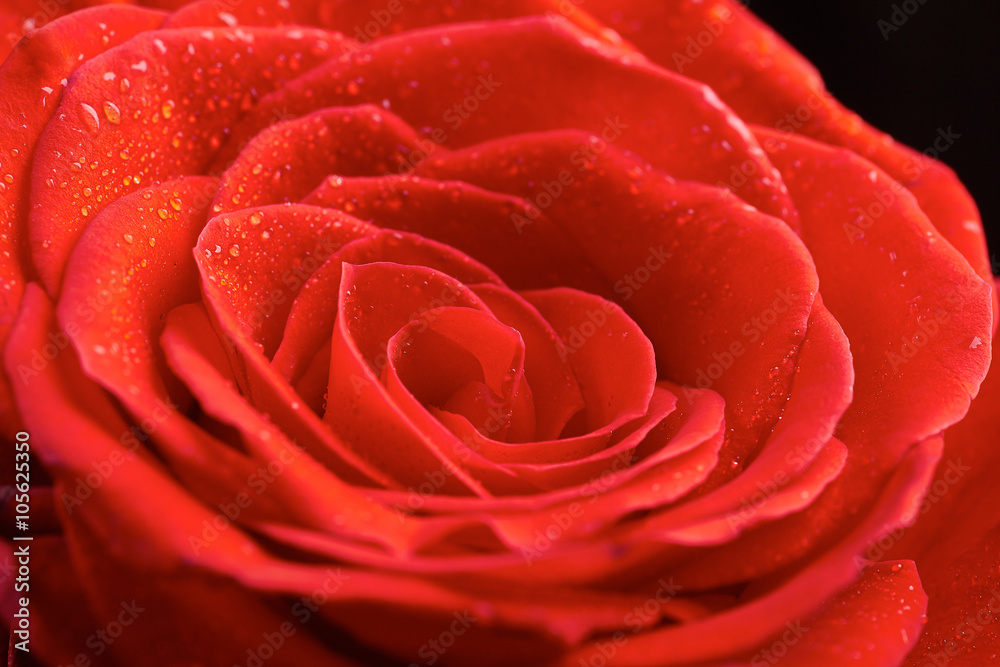 Red rose petals with water drops closeup. Selective focus.