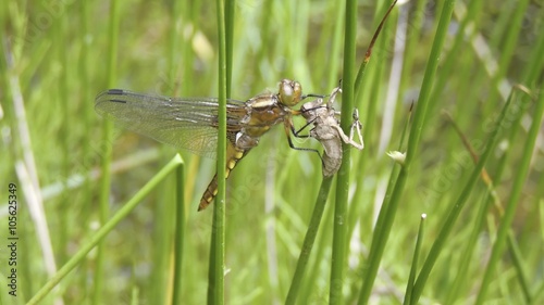 Flat Dragonfly (Libellula depressa)