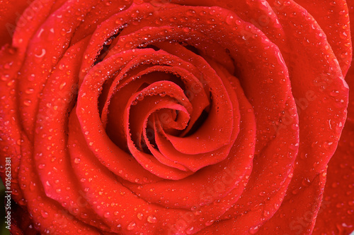 Red rose petals with water drops closeup. Selective focus.