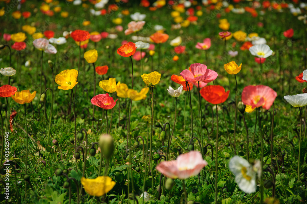 The beautiful blooming Corn poppy flowers in garden
