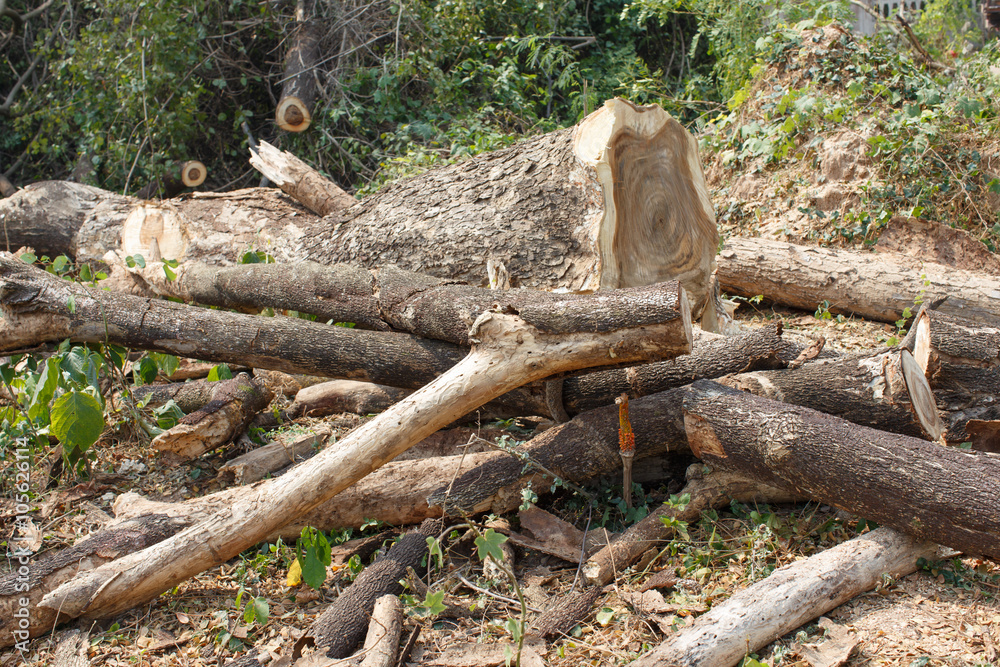Timber cutting Timber cutting