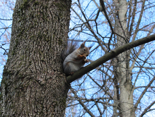 Squirrel (Sciurus vulgaris) sits on an oak branch, and eat bread