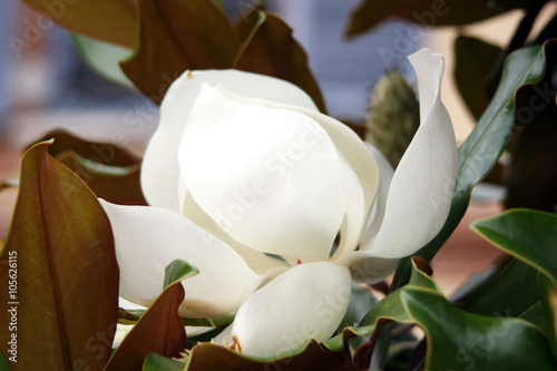 Fleur blanche magnolia