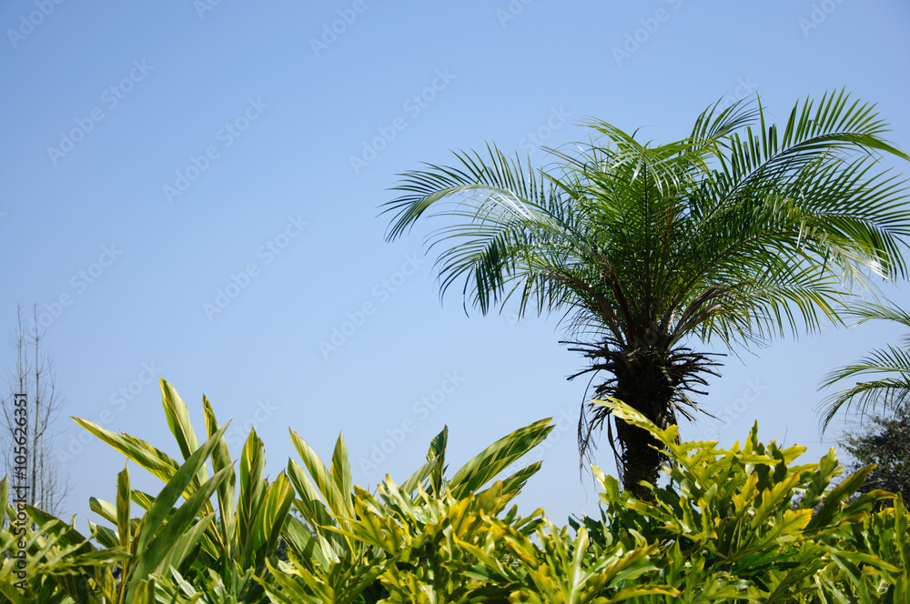 Beautiful palm tree in blue sky
