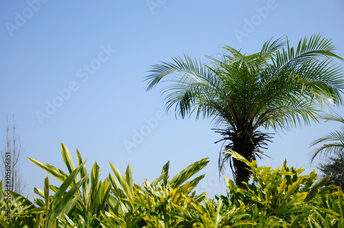 Beautiful palm tree in blue sky 