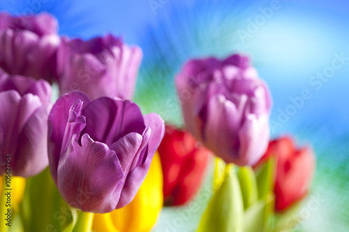 Colorful tulips on blue background