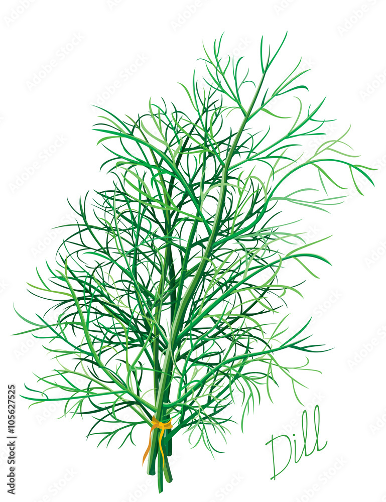 Fototapeta premium Dill