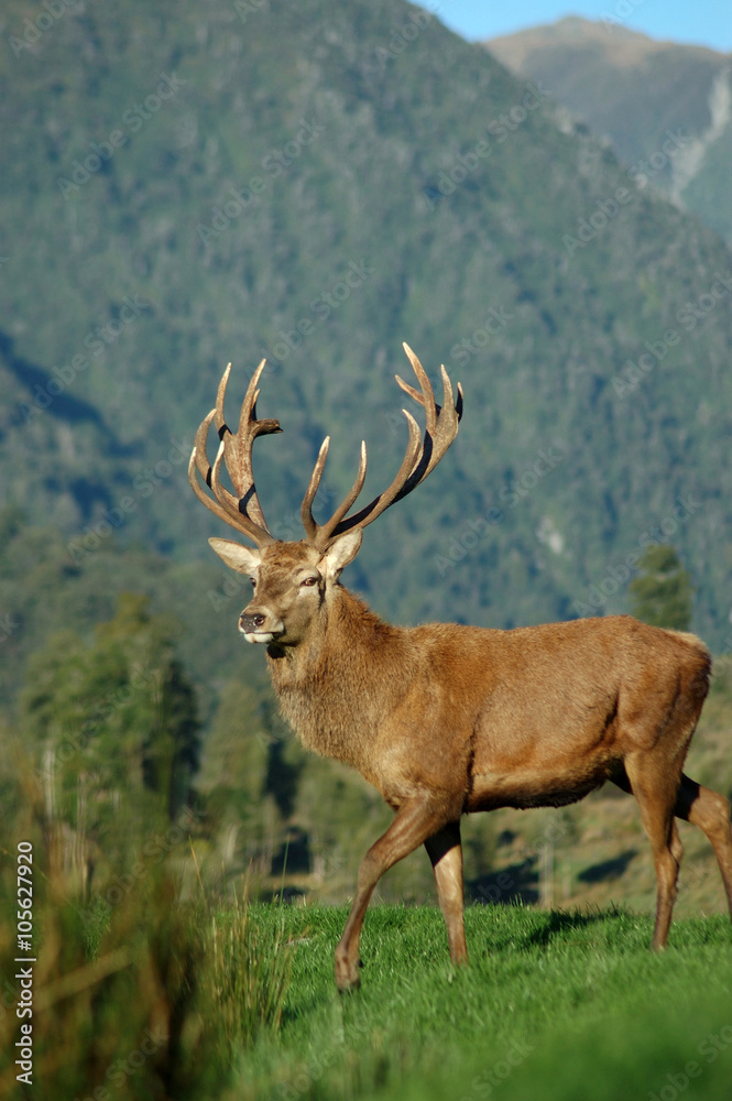 Obraz premium 16 point stag