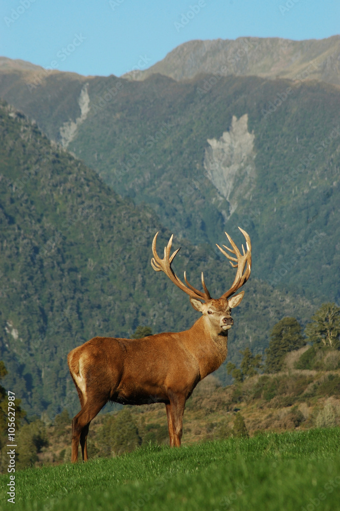 Fototapeta premium 16 pointer