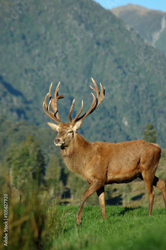 16 point stag © Lakeview Images