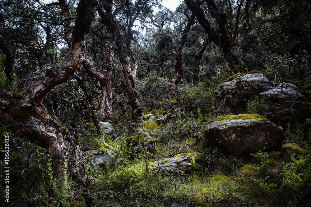 Polylepis forest in the high Andes of Bolivia Polylepis forest in the high Andes of Bolivia