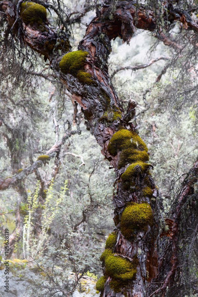 Polylepis forest in the high Andes of Bolivia Polylepis forest in the high Andes of Bolivia
