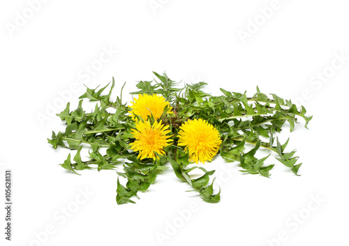 Fototapeta Naklejka Na Ścianę i Meble -  Bush of dandelion.