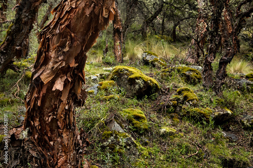 Quadro em tela Polylepis forest in the high Andes of Bolivia