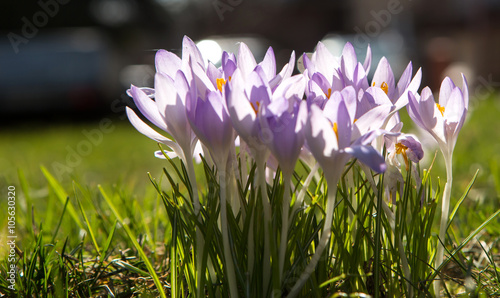 Crocus, beautiful springtime messenger