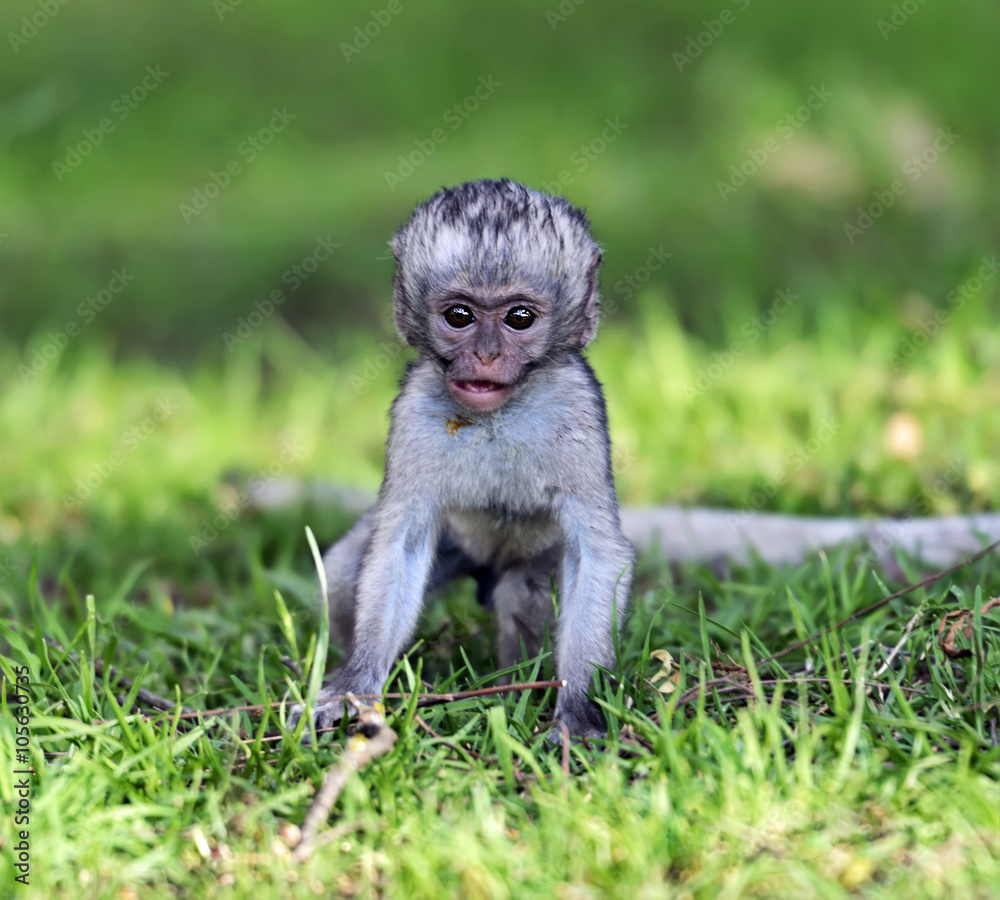 Naklejka premium Vervet monkey