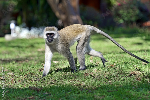 Vervet monkey in the savannah