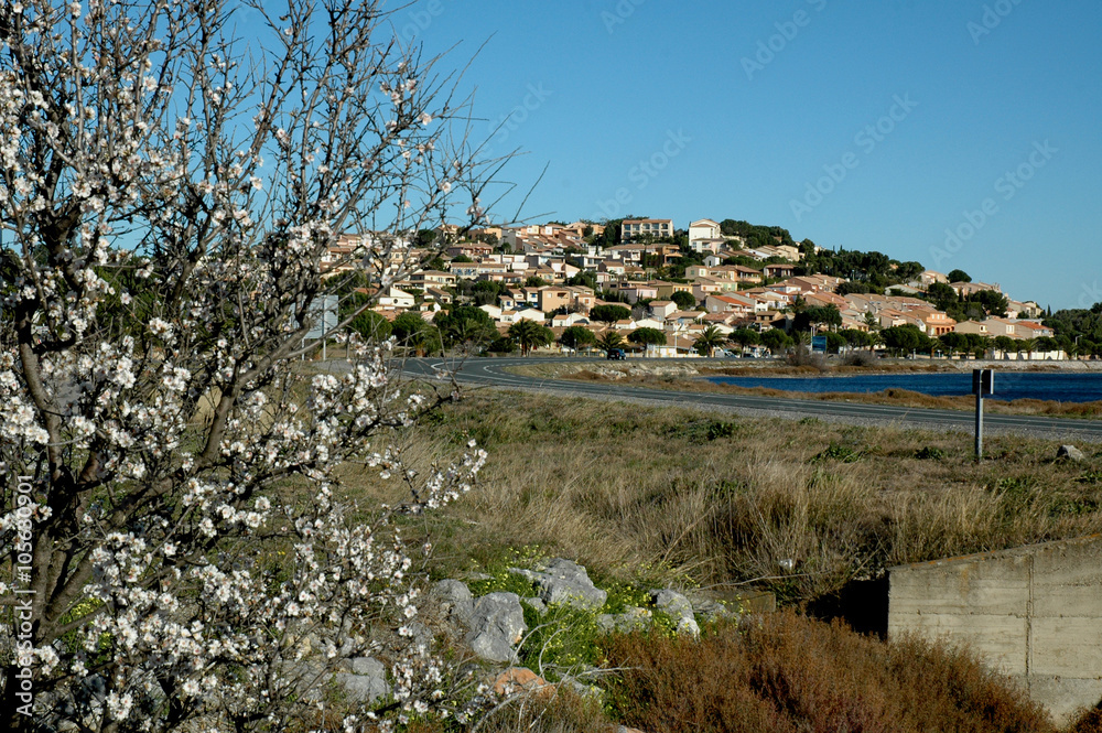 La falaise urbanisée de Leucate, Aude, avec un amandier en fleurs au premier plan