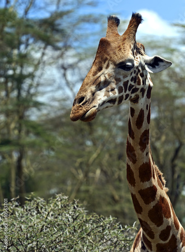 Giraffe in the savannah