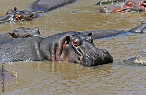 Hippo in the African savannah