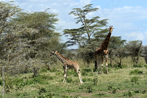 Giraffe in the African savannah