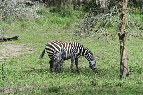 Zebra in the savannah