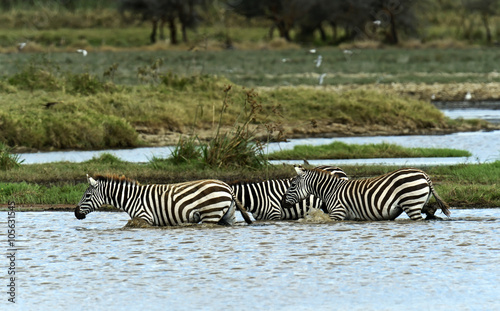 Zebra in the Masai Mara