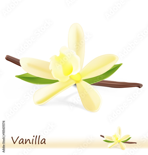 Vanilla flower with pods on white background. It can be used in the design for website, packing, store, etc.