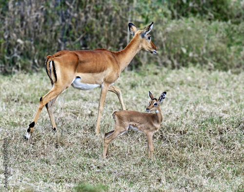 Antelope Impala in the savannah