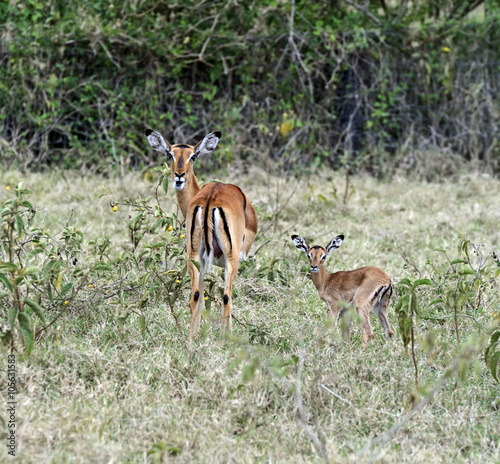 Fototapeta Naklejka Na Ścianę i Meble -  Antelope Impala in the savannah