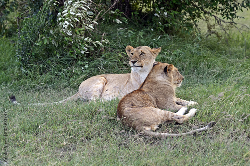 Portrait of African lion