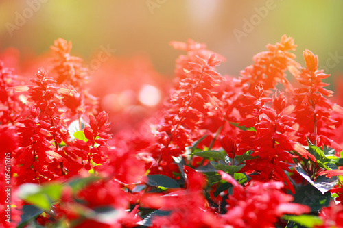 red flowers in garden with ...