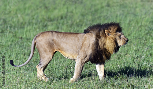Portrait of African lion