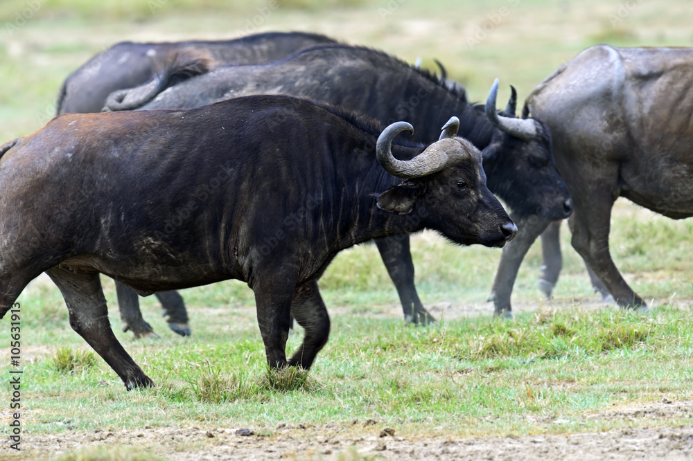 Fototapeta premium Buffalo in the savannah