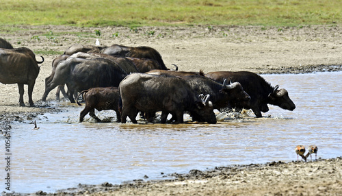 Buffalo in the savannah