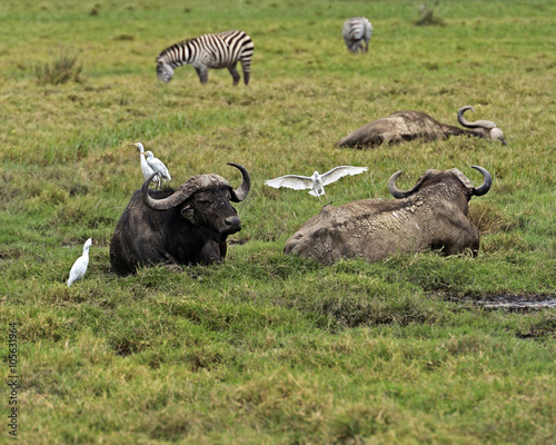 Buffalo in the savannah