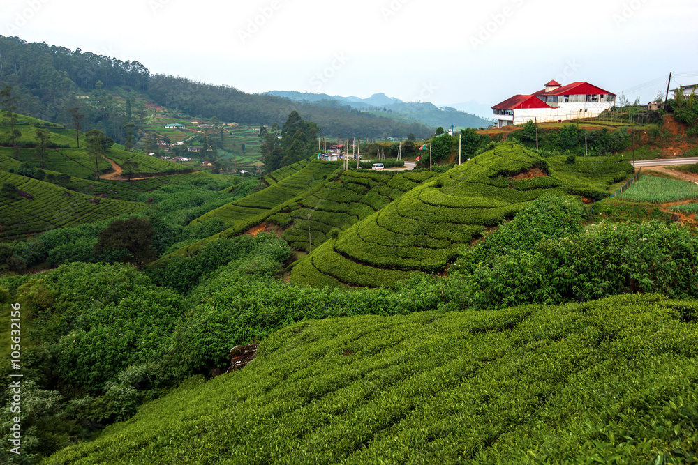  Tea plantations in Sri Lank
