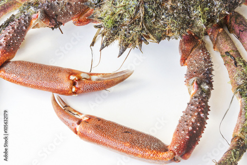 Canvastavla Claws and legs of spider crab