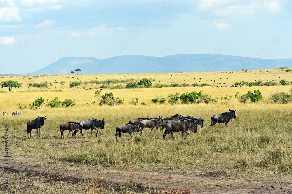 Wildebeest in the savannah Wildebeest in the savannah