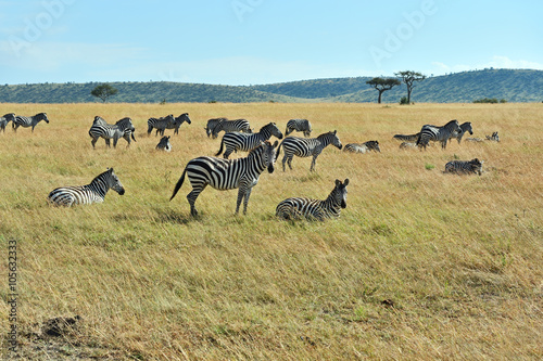 Fototapeta Naklejka Na Ścianę i Meble -  Zebra in the Masai Mara