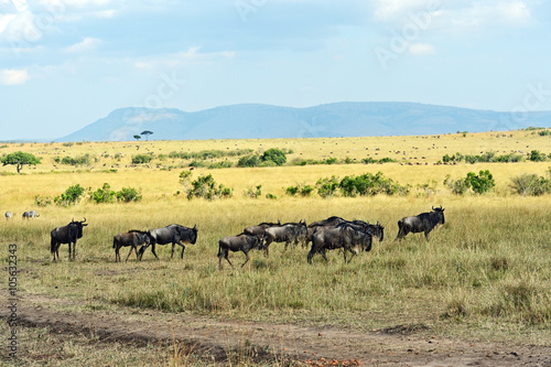 Wildebeest in the savannah © kyslynskyy