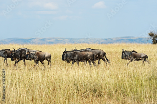 Masai Mara wildebeest photo